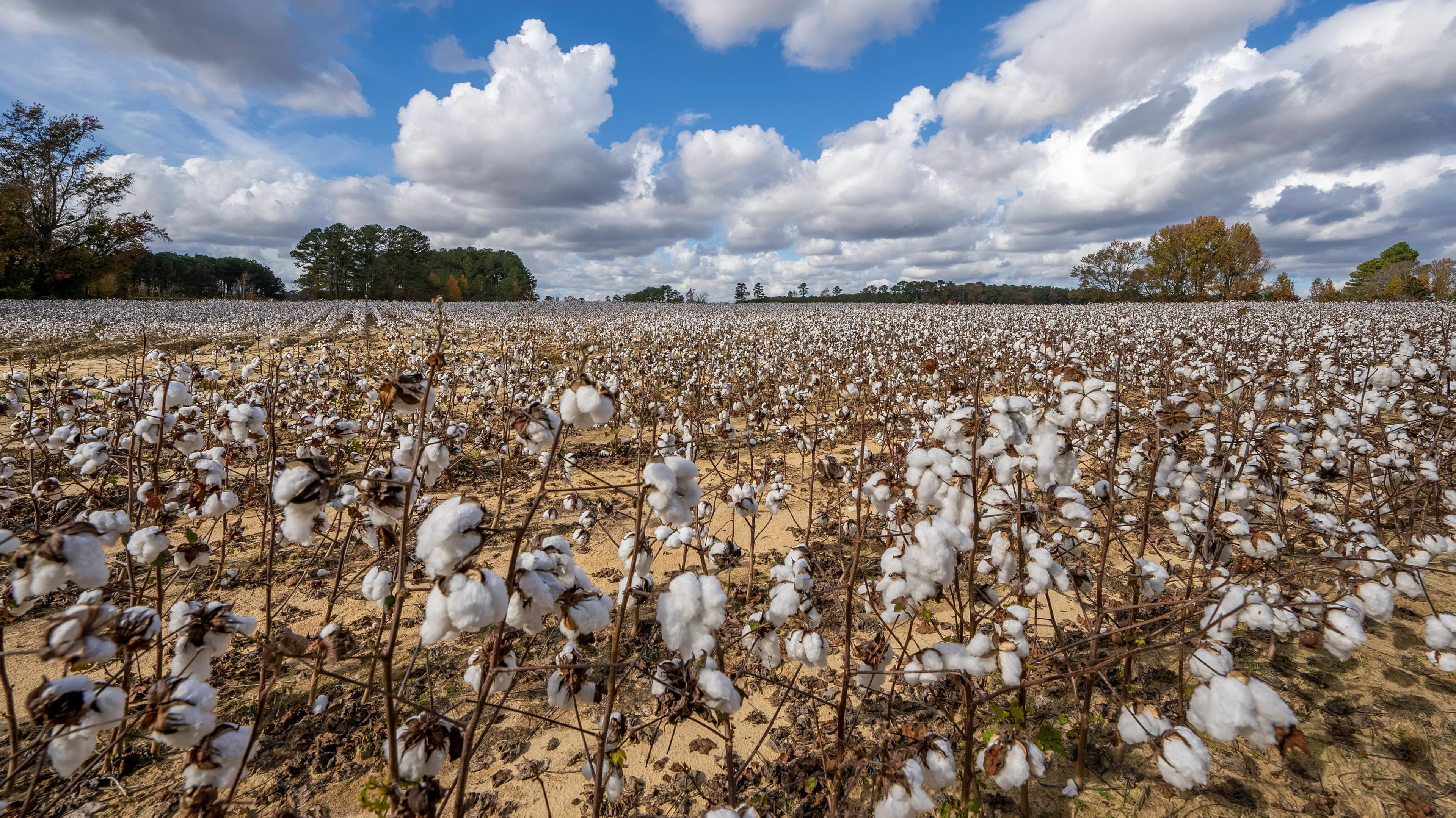 Cotton Crop (Photo/Pexels)